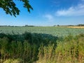 A green cabbage field with a corn field and a wind park in the background Royalty Free Stock Photo
