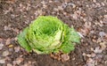 green cabbage on a field covered with autumn foliage Royalty Free Stock Photo