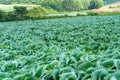 Green cabbage field nature background Royalty Free Stock Photo