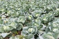 Green Cabbage Field Royalty Free Stock Photo