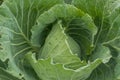 Green cabbage