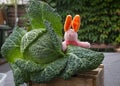 Green cabbage in garden with toy pink hare Royalty Free Stock Photo