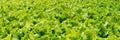 green cabbage grows in the greenhouse. The big light greenhouse with a large amount of lettuce. Web banner Royalty Free Stock Photo