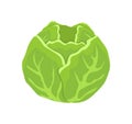 Green Cabbage Head Cartoon Isolated Vector Icon
