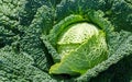 Green cabbage Royalty Free Stock Photo