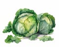 Green cabbage. Isolated watercolor illustration on white background. Royalty Free Stock Photo