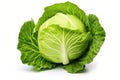 Green Cabbage Isolated On White Background Royalty Free Stock Photo