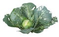Green old cabbage on a white background Royalty Free Stock Photo