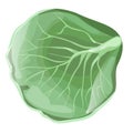 Green cabbage leaf closeup on white background Royalty Free Stock Photo