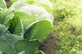 Green Cabbage Leaves With Veins On Bed. Growing Vegetables In Garden