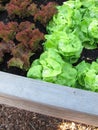 Green cabbage lettuce and red lollo rossa in a raised bed made of wood