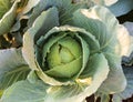Green cabbage with natural background Royalty Free Stock Photo