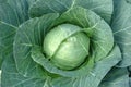 Green cabbage plant