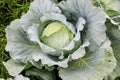 Green Cabbage Plant Growing in Organic Garden Royalty Free Stock Photo