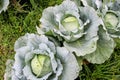 Green Cabbage Plant Growing in Organic Garden Royalty Free Stock Photo