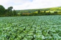 Green cabbage produce background