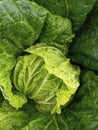 vegetables colorful cabbage ready to harvest