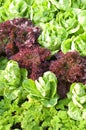 Green cabbage and red leaf lettuce and parsley Royalty Free Stock Photo