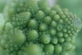 Green cabbage romanesco macro photography