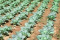 Green Cabbage In Rows, Serbia Royalty Free Stock Photo