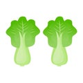 Green cabbage simple illustration on white background, simple concept