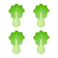 Green cabbage simple illustration on white background