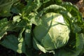 Green cabbage under the sunlight