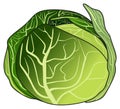 Green cabbage vector drawing on isolated white background object Royalty Free Stock Photo