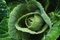 Green Cabbage with Water Drops