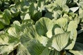 Green cabbages Royalty Free Stock Photo