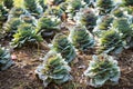 green cabbages in agriculture farm Royalty Free Stock Photo