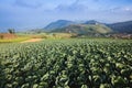 Green cabbages in the agriculture fields Royalty Free Stock Photo