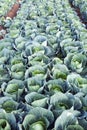 Green Cabbages on a Farm Royalty Free Stock Photo