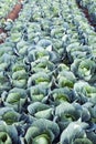 Green Cabbages on a Farm