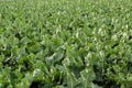 General view of cabbage field Royalty Free Stock Photo