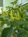 Green Cabe or cabai in garden