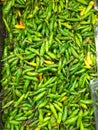 Green Cabe Rawit is indonesian favorite Chilli