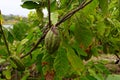 Green Cacao Pods on Cacao Tree