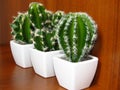 Green cacti / cactuses in white pots on brown wood background. Cactus is a member of the plant family Cactaceae.