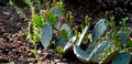 Green cacti grow on rocky soil under the sun.