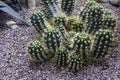 Green cacti with many large spikes in Botanic garden.