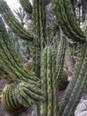 Green cacti in the sandy ground in the park. Royalty Free Stock Photo