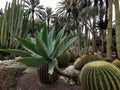 Green cacti in the sandy ground in the park. Royalty Free Stock Photo