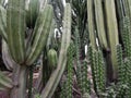 Green cacti in the sandy ground in the park. Royalty Free Stock Photo