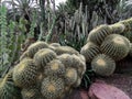 Green cacti in the sandy ground in the park. Royalty Free Stock Photo