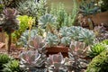 Green cacti and succulents Selective focus Close up Royalty Free Stock Photo