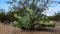 Green cacti, trees in summer desert landscape, Arizona USA