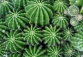 Green Cactus