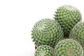 Green cactus Royalty Free Stock Photo