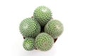 Green cactus Royalty Free Stock Photo